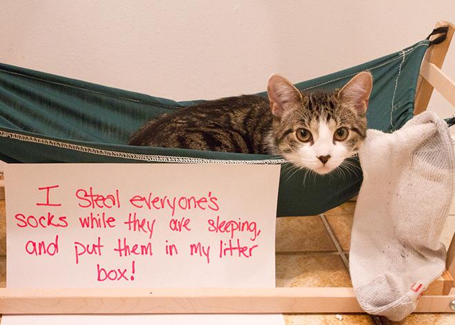 cat-shaming-L-LqK7Q5.jpeg