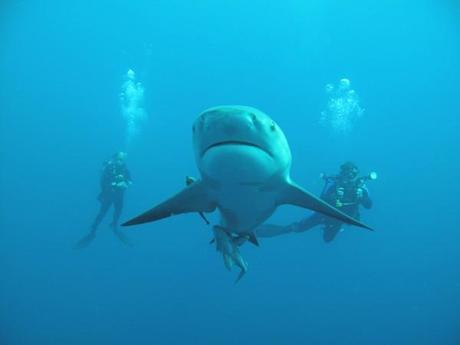 Shark diving in South Africa with Bull sharks