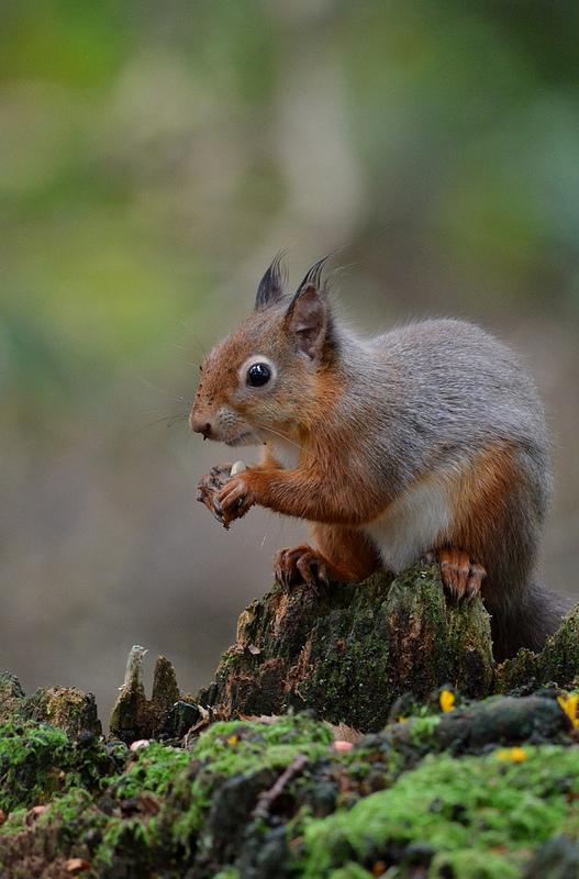 Brownsea Island Red Squirrel