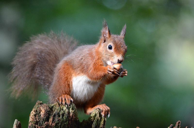 Brownsea Island Red Squirrel