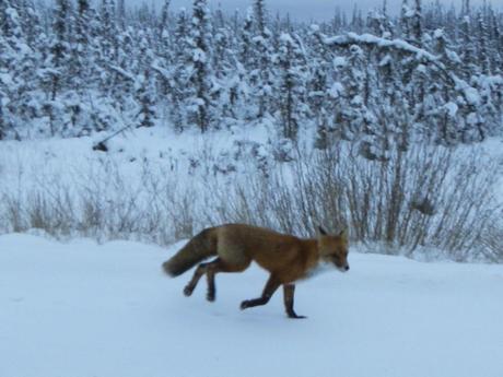 Fox Running along the Dalton Highway Great Drives: Alaska’s Dalton Highway | Fairbanks to Deadhorse