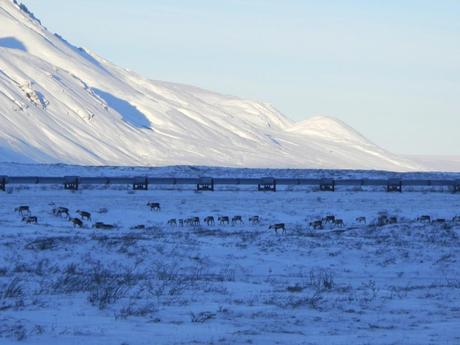 Herd of Migrating Caribou Great Drives: Alaska’s Dalton Highway | Fairbanks to Deadhorse