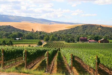 2012 Vintage – A Near Perfect Growing Season for Walla Walla Valley Winemakers 2012 Vintage – A Near Perfect Growing Season for Walla Walla Valley Winemakers
