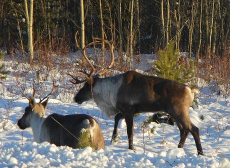 Reindeer at the North Pole