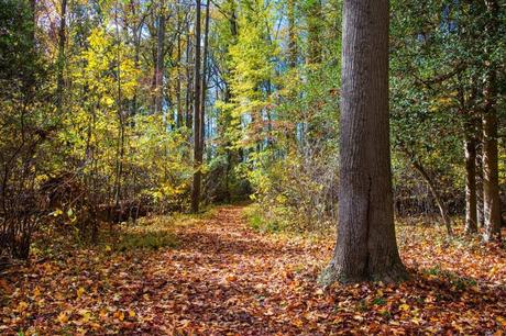 A Fall Day at Leesylvania State Park, Virginia