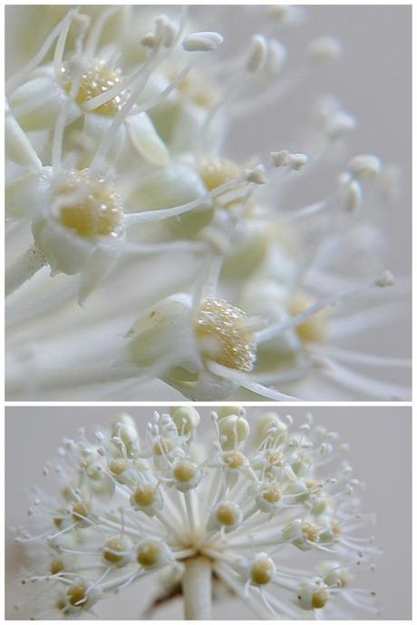 Flower friday 2 (683x1024) Flower Friday: Playing with Close Up Filters