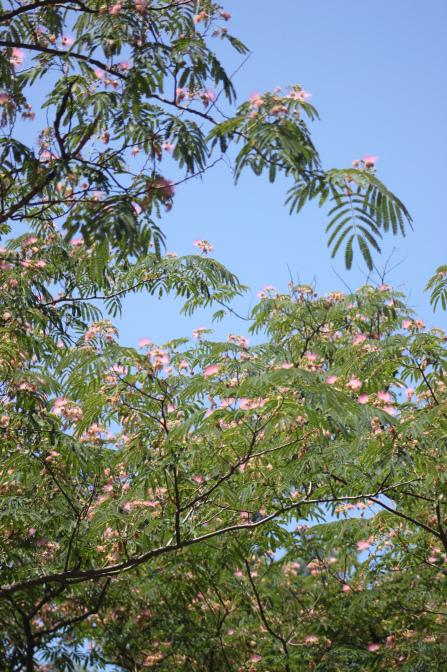 MimosaTreeSky Mimosa Trees & Christmas Trees: A Letter From A Reader