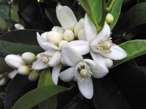 Neroli flower Heal Depression And Increase Confidence With Neroli Oil