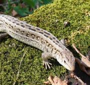 Lizard Lizard
