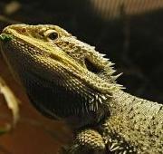 Lizard Lizard