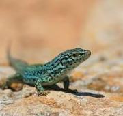 Lizard Lizard