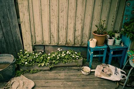 Hometown Zeya, 2008 Ru_zeya_grandma_house_dog_flowers