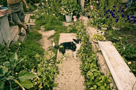 Hometown Zeya, 2008 Ru_zeya_grandma_house_tiny_dog