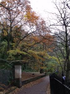 Autumn leaves on the Water of Leith, Edinburgh