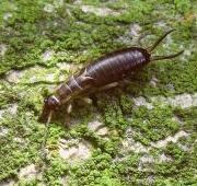 Earwig Earwig