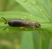 Earwig Earwig