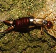 Earwig Earwig