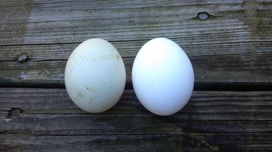 Lesson 650 – Comparing a store bought egg to a free range egg