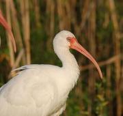 Ibis Ibis