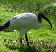 Ibis Ibis