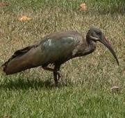 Ibis Ibis