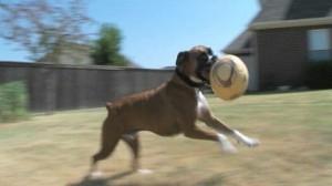 Boxer Helps Other Dogs As Blood Donor