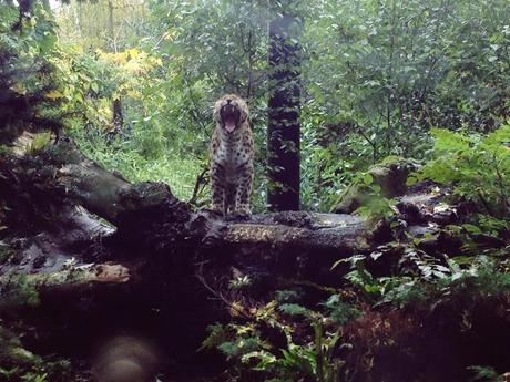 AMSTERDAM. PART 1. AMSTERDAM. PART 1.