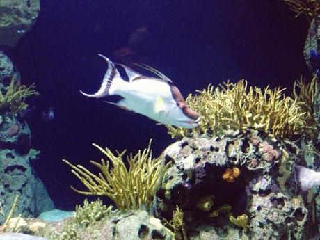 AMSTERDAM. PART 1. AMSTERDAM. PART 1.