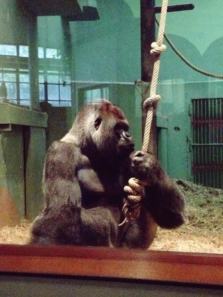 AMSTERDAM. PART 1. AMSTERDAM. PART 1.