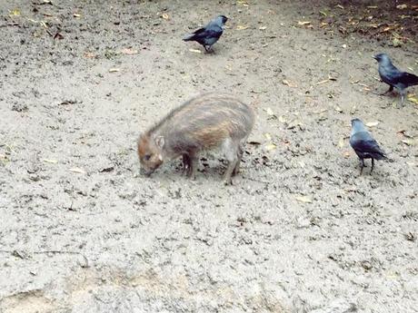 AMSTERDAM. PART 1. AMSTERDAM. PART 1.