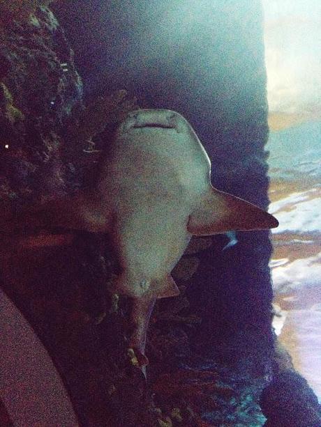 AMSTERDAM. PART 1. AMSTERDAM. PART 1.