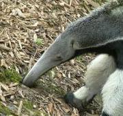 Anteater Anteater