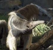 Anteater Anteater