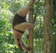 Anteater Anteater