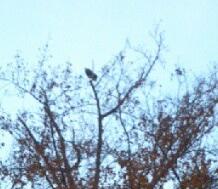Saw A Bald Eagle On My Run Today