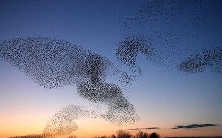 Breathtaking Murmurations Of Starlings