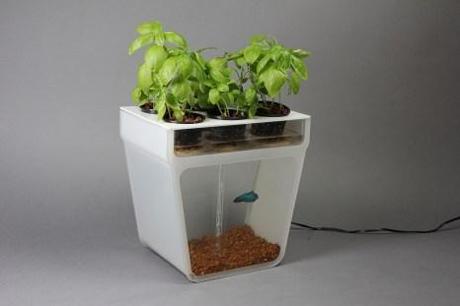 Can I Have This:? The Aquaponics Garden