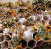 Wasp Wasp