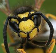 Wasp Wasp