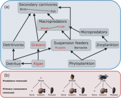 Crab exp figure 1 Essential predators