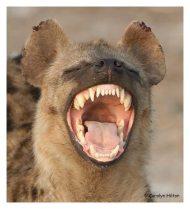 Smiling hyaena Essential predators
