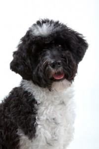 portuguese_water_dog Best Pets for People with Allergies