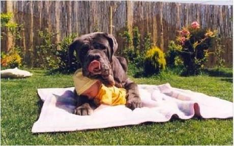 Picture4 Today’s Smile: How to Hug a Baby