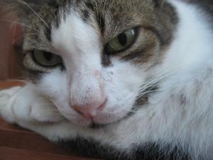 Customer service: the cat and mouse game Customer service: the cat and mouse game