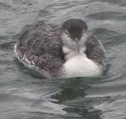 Common Loon