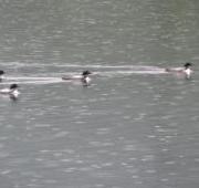 Common Loon Common Loon