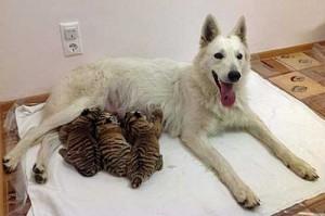 Abandoned Tiger Cubs Adopted By Shepherd Dog