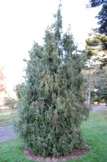 Juniperus communis (18/11/2012, Kew Gardens, London)