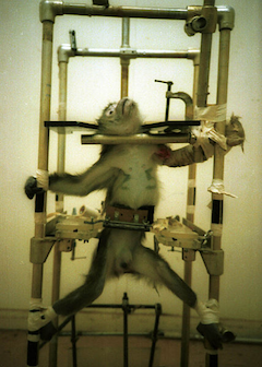 One of the Silver Spring Monkeys One of the Silver Spring Monkeys