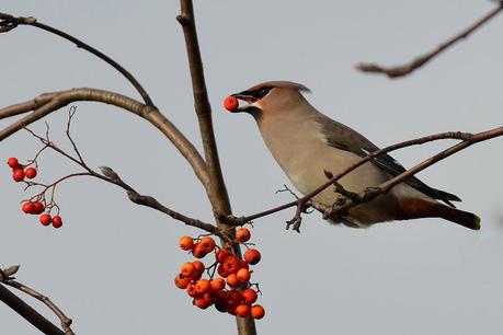 Waxwing with berry